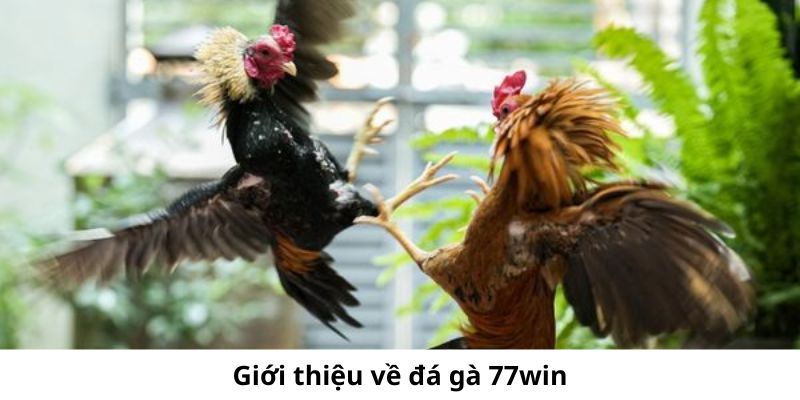 gioi-thieu-chung-ve-da-ga-thomo-77win